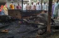 সাঘাটায় গোয়াল ঘরে বৈদ্যুতিক শর্ট সার্কিটে আগুন লাগিয়ে ৪ লক্ষাধিক টাকার ক্ষতি