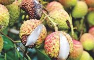 রাজশাহীতে তীব্র খরায় নষ্ট হচ্ছে লিচু