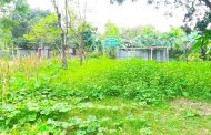 বীরগঞ্জে কৃষকের ভুট্টা লুট ও পটল গাছ কাটার অভিযোগ