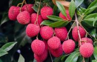 রাজশাহীতে লিচুর অস্বাভাবিক দাম