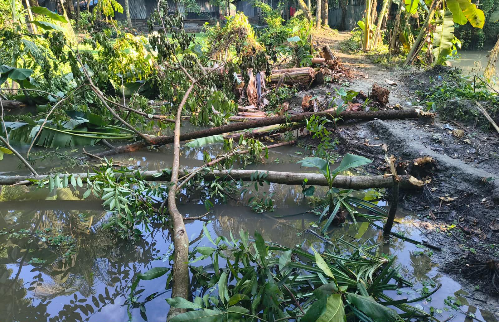 জোরপুর্বক গাছপালা কেটে বাকেরগঞ্জে জমি দখলের অভিযোগ