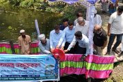 বাকেরগঞ্জে উন্মুক্ত জলাশয়ে ৩০০ কেজি পোনামাছ অবমুক্ত