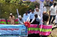 বাকেরগঞ্জে উন্মুক্ত জলাশয়ে ৩০০ কেজি পোনামাছ অবমুক্ত