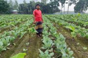 বীরগঞ্জ-খানসামা সীমান্তে কলার সঙ্গে সাথী ফসল ফুলকপি চাষ, সহযোগিতা না পাওয়ার অভিযোগ